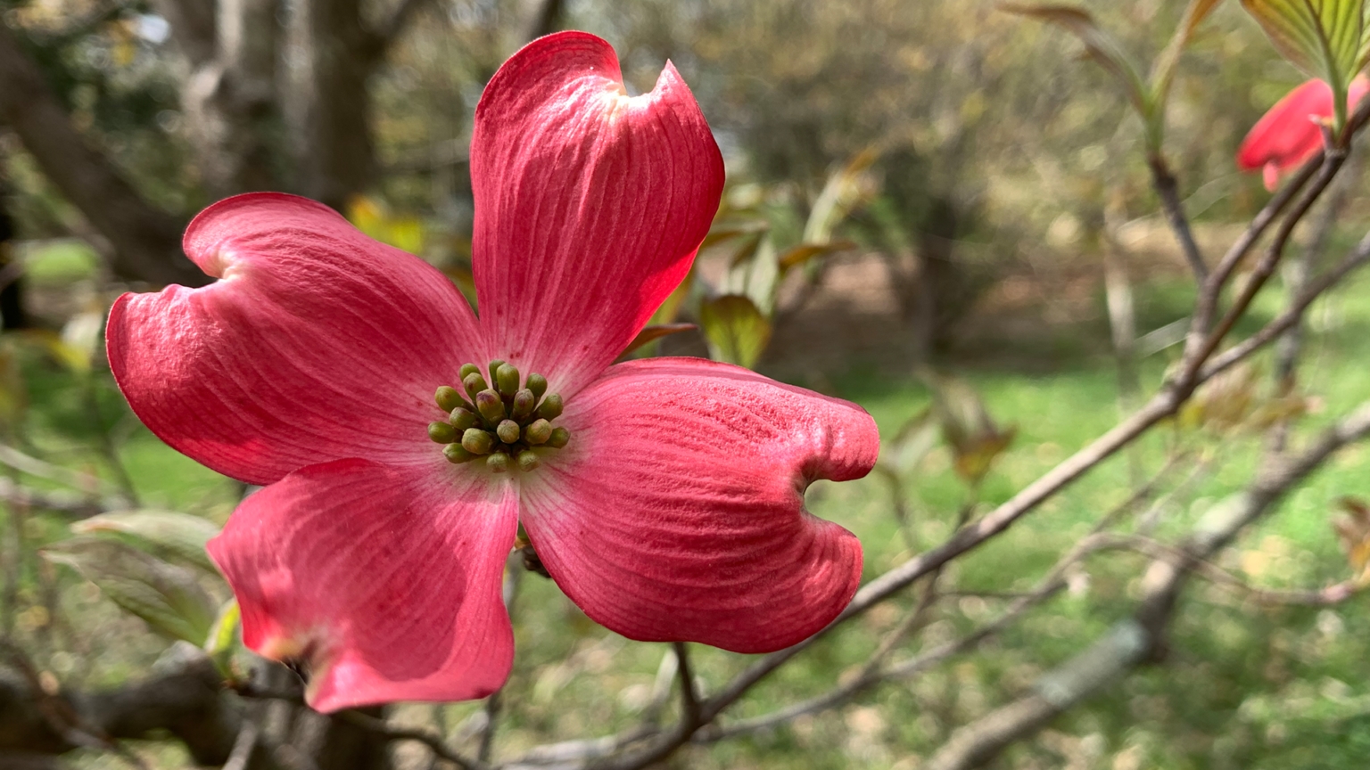 Plant Walk Series – Spring Blooms – In-Person Workshop